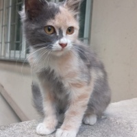Masal kız..