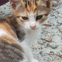 Şans kedi..