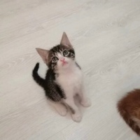Pıtırcıkl..