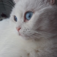 Bella'ya..