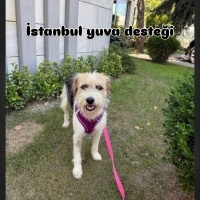 İstanbul..
