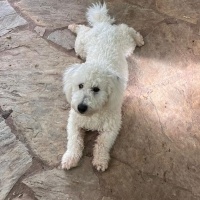 Poodle Kö..
