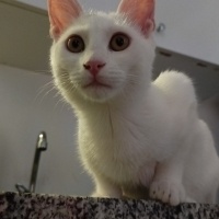 Oyuncu ço..