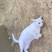 Çok uysal..