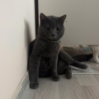 Kara  ömü..