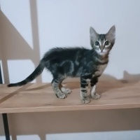 BENGAL DE..