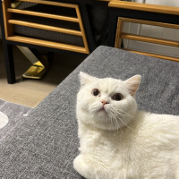 Lisa kedi..