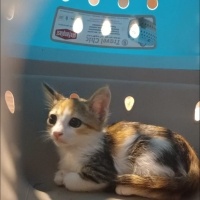 Küçük bir..