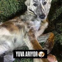 1 YAŞLARI..