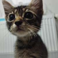 Minik Yav..