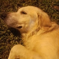Golden 1..