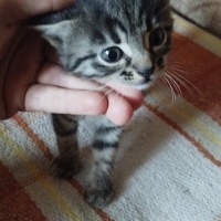 İki minik..