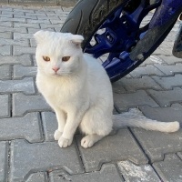 Sokağa at..