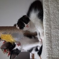 Minik Şir..
