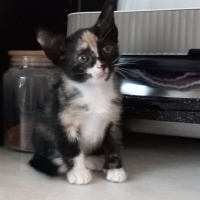 Güzel kız..