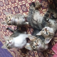 Dünya tat..