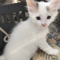 Çokomelle..