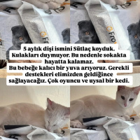 Çok uysal..