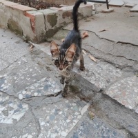 Kış gelme..