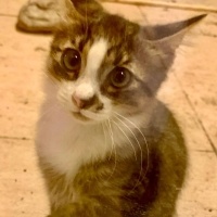 Sultan kı..