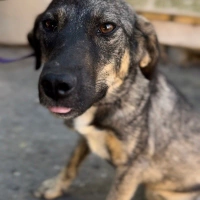Brindle ç..