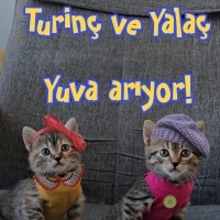 Turinç ve..