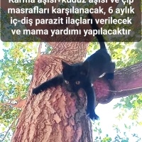 Cep pante..