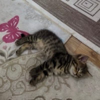 Minik yav..