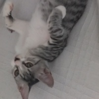 Oyun oyna..