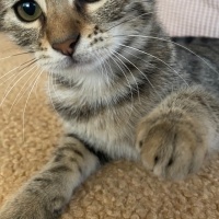 Bastet iç..
