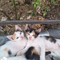 Oyuncu ca..