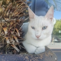 VAN KEDİS..
