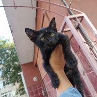 Siyah güz..