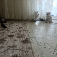 3 adet br..