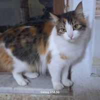Sevgi ısı..