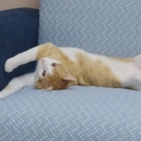 Mecburiye..