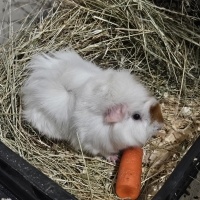 Ginepig s..