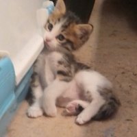 Çok acil..