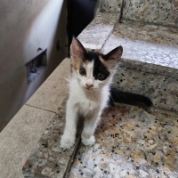 2 aylik b..