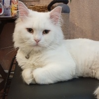 Persian D..