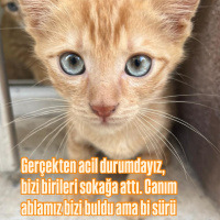 Behlül Be..