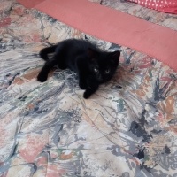 Miniş pre..