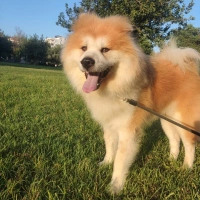 Akita yuv..