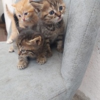 Merzifon..