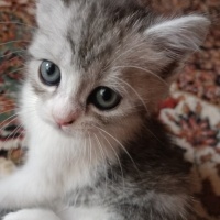 Çekici ka..