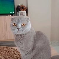 Güzel kız..