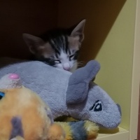 Matruşka(..