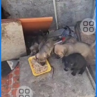 Yavrulara..