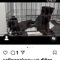 Minik yav..