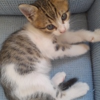 Minik yav..